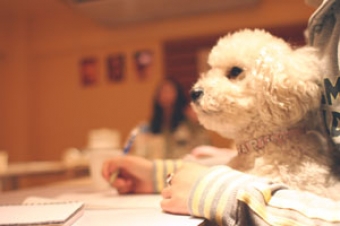 THE HERBS ★ Healthy Dog Life
